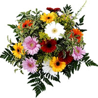 Color: mixed<br>The Gerbera has always in season, ...