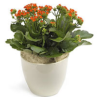An exotic plant with amazing leaf colors, here in a bulbous, square ceramic pot....