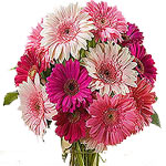 A lovely 12 bouquet of pink and white Gerbera perf...