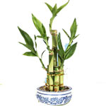 Straight lucky bamboo(Dracaena Sanderiana)