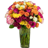 Aromatic 50 Multicolor Roses in a Vase