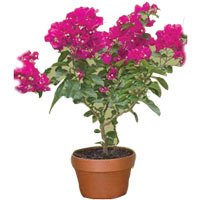 Eye-Catching Bougainvillea Plant