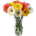 12  Mix Gerberas 