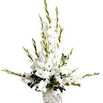 White Gladiolas 