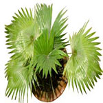 Palm Plant