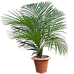 Herica Palm plant