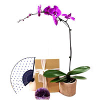 Pink Orchid Plant with Oriental gift and Box of Candies