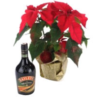 Poinsettia Plant and Cream Liqueur