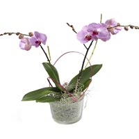 Pink Phalaenopsis pot