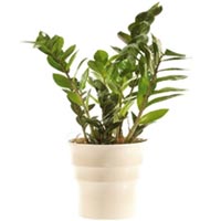 Zamioculcas