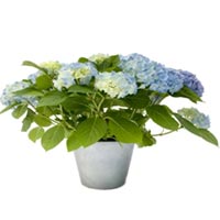 Hydrangea plant