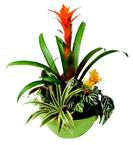 This mix of green plant arrangement in a basket works together in perfect harmon...