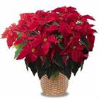 A Red Ponsietta Plant is the traditional holiday flowering plant. It has dark le...