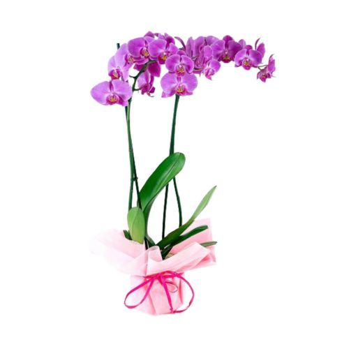 Duo Of Pink Orchids In A Vase