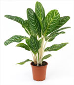 Single Green Plant