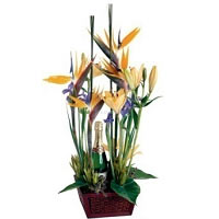 An unique arrangement of Strelicias. The exotic flowers are put on a special mus...
