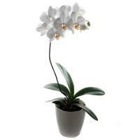White Orchid in pot