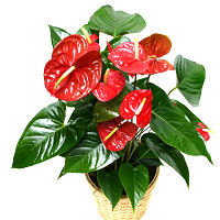 Red Anthurium Plant