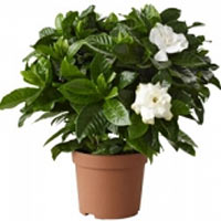 Gardenia