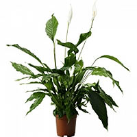 Spathiphyllum