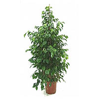 Ficus benjamina