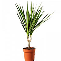 Dracena - little one