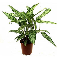 Aglaonema