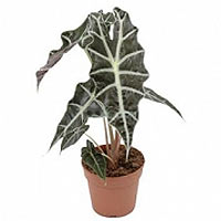 Alocasia