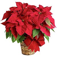 Classic Red Poinsettia