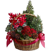 Tannenbaum Basket