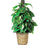 The Ivy Plant is an elegant addition to any room....