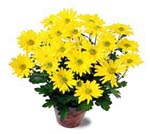 Cushion Chrysanthemum