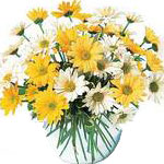 This daisy bouquet contains a mix of the season's ...