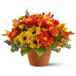 Chrysanthemums in autumnal colors of yellow, bronz...