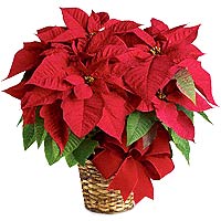 The red poinsettia has been a holiday favorite for......  to Charlemagne