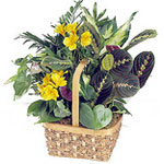 Stems of yellow alstroemeria add sunny color to th......  to La Sarre