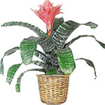 Bromeliad To  Canada
