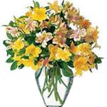 Like stars in the sky, these bright alstroemeria r......  to Yellowknife