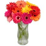 This assortment of 12 Gerbera Daisies.......  to Delson