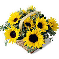 This basket overflows with sunflowers and good che...