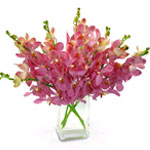 Imported from Thailand, our unusual mix of arandas......  to Saguenay