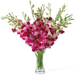 Exotic and unusual, our Sonia Dendrobium Orchids a......  to Courtenay