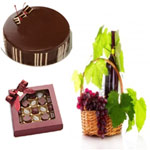 Chocolate - Coated Circular Cake