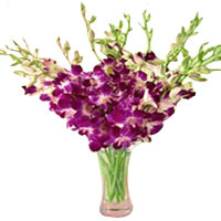 Earn appreciation for sending this Graceful Assemble of 22 Purple Butterfly Orch...