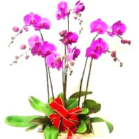 5 stems of purple butterfly orchids in a lovely po...