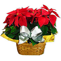 Two red New Year plants combination in a basket. Silver Ribbon for decoration. ...