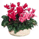 Bright Cyclamen Flower Plant