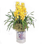 Ready-to-Bloom Yellow Orchid Plant