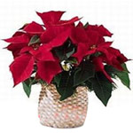 Fascinating Poinsettia Plant