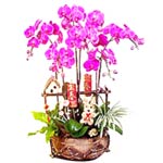 5 stems of purple butterfly orchids, plant in pot,...